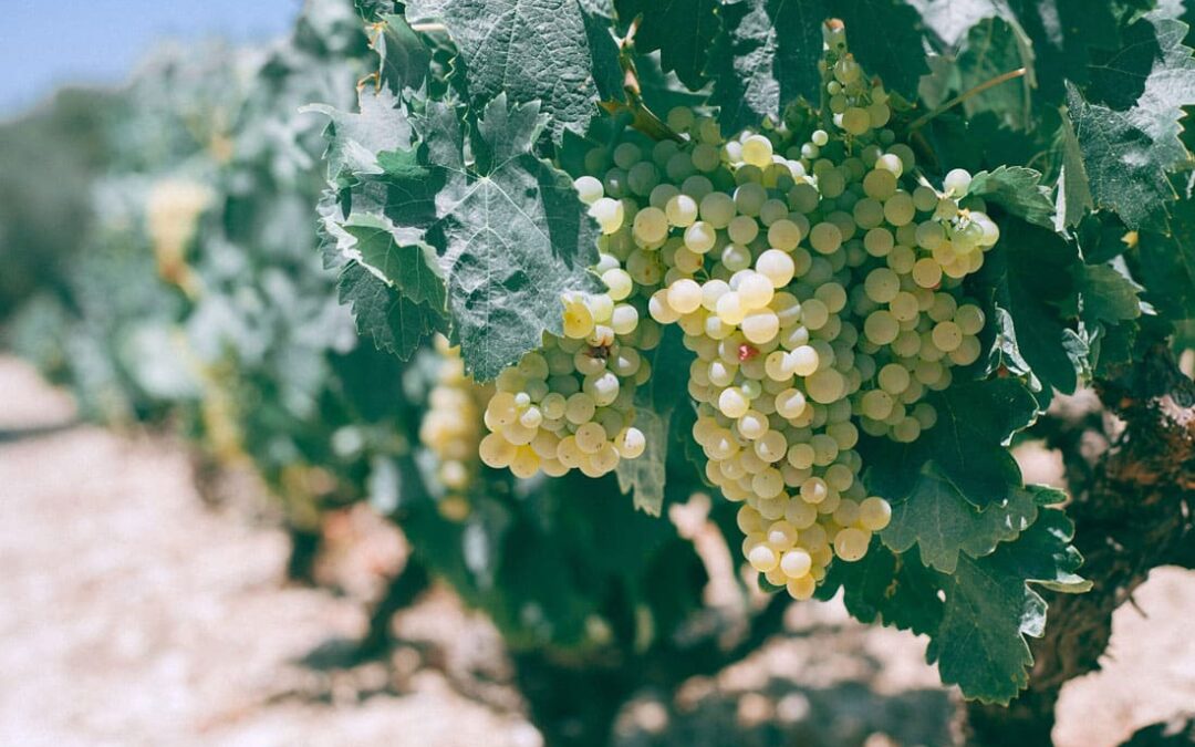 vinos elaborados con airén